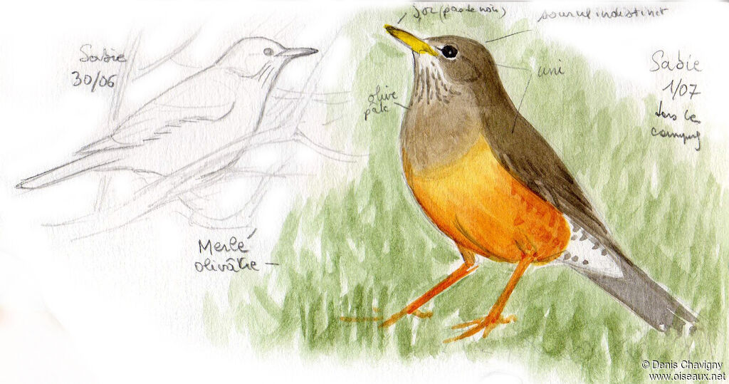 Olive Thrush, identification