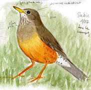 Olive Thrush