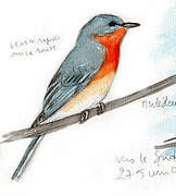 Eastern Bluebird