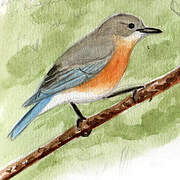 Eastern Bluebird