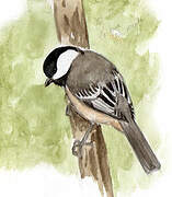 Black-capped Chickadee