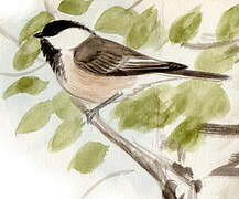 Willow Tit