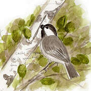 Willow Tit