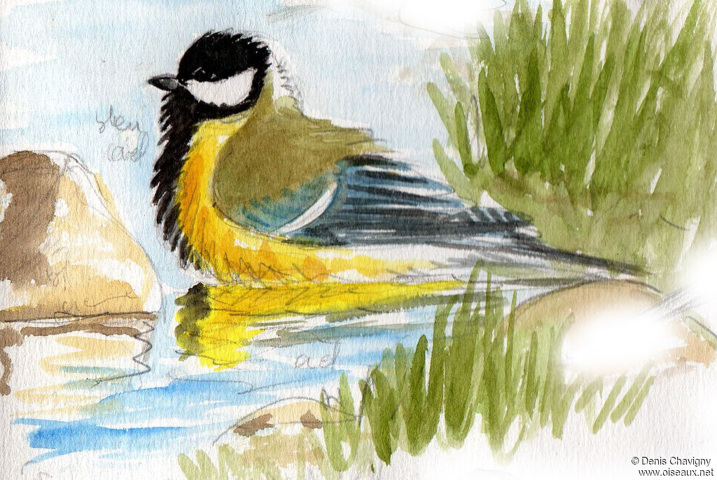 Great Titadult, habitat, care
