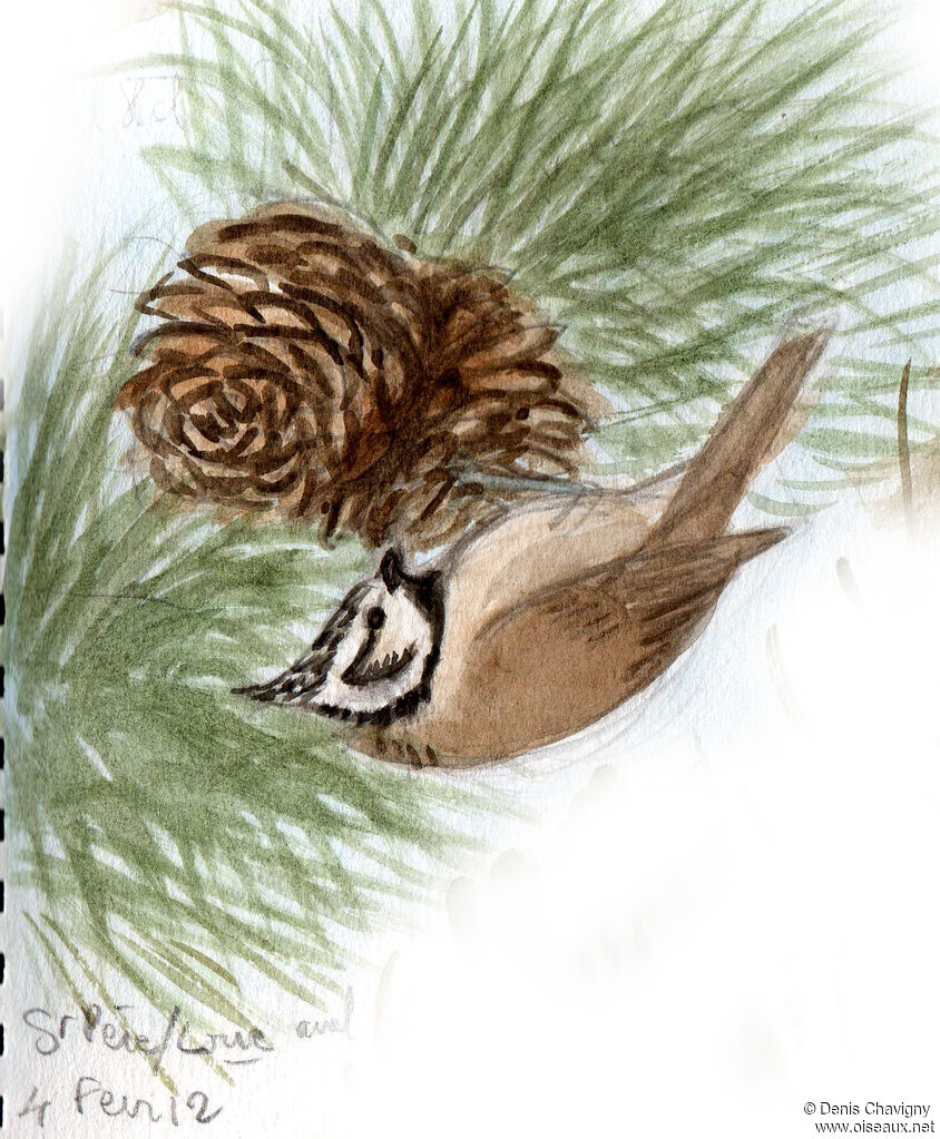 Crested Titadult, habitat, eats