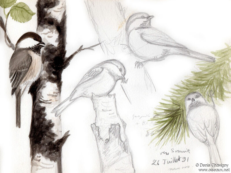 Grey-headed Chickadee, habitat
