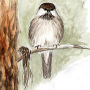 Grey-headed Chickadee