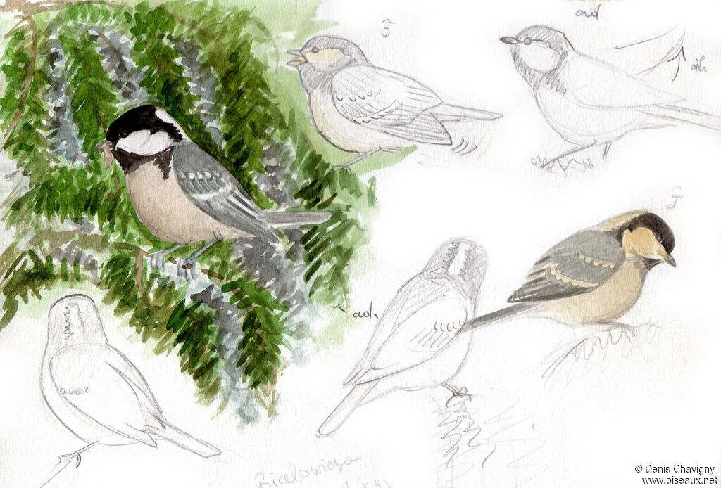 Coal Tit, habitat, Reproduction-nesting