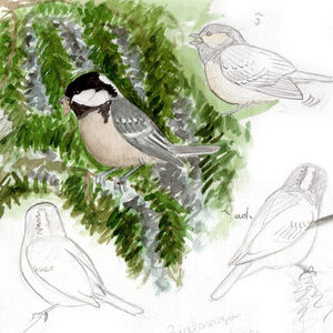 Coal Tit Periparus Ater