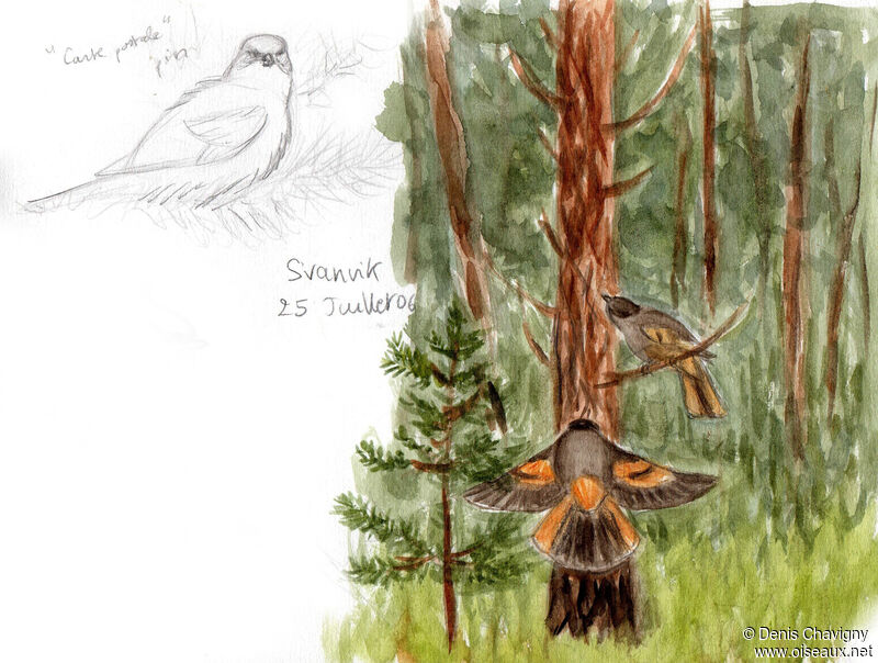 Siberian Jay, habitat
