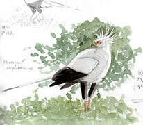 Secretarybird