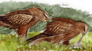 Black Kite