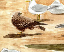 Black Kite