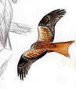 Red Kite