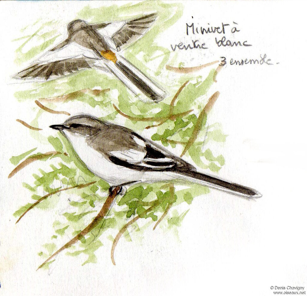 Minivet à ventre blanc, habitat