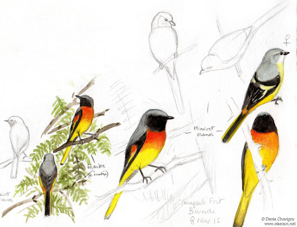 Minivet oranoradulte, habitat