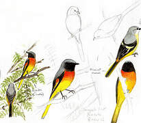 Minivet oranor