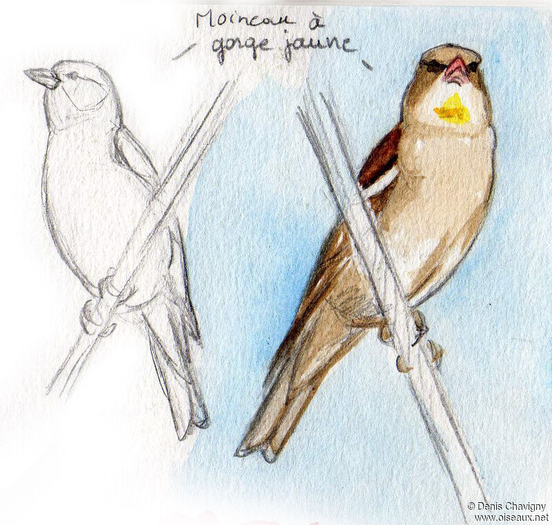 Yellow-throated Sparrowadult, identification