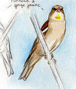 Yellow-throated Sparrow