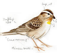 Yellow-throated Bush Sparrow