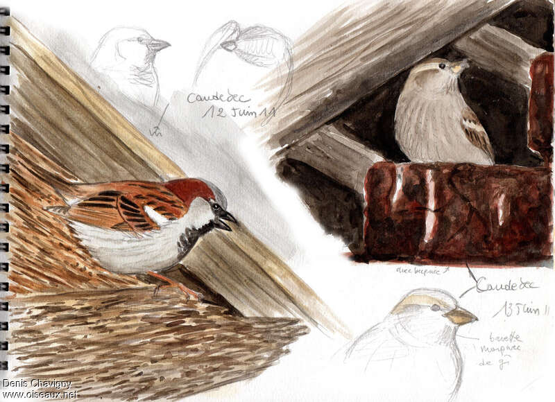 House Sparrowadult, habitat, Reproduction-nesting