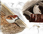 Moineau domestique