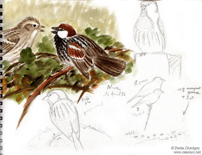 Spanish Sparrowadult breeding, courting display