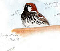 Spanish Sparrow