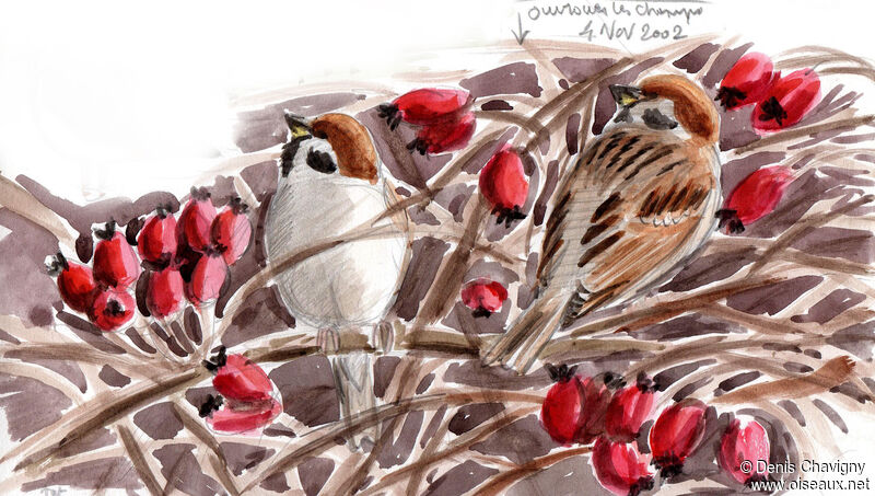 Eurasian Tree Sparrow, habitat