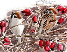 Eurasian Tree Sparrow