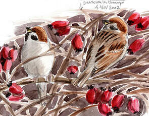 Moineau friquet