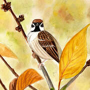 Eurasian Tree Sparrow