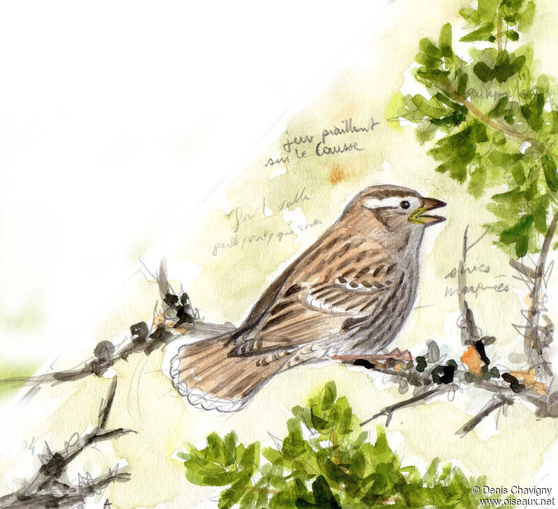 Rock Sparrowjuvenile, identification