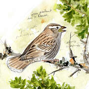 Rock Sparrow