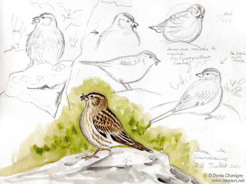 Rock Sparrow female, aspect, Reproduction-nesting