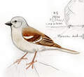 Moineau sud-africain
