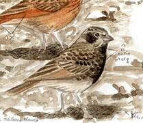 Chestnut-backed Sparrow-Lark