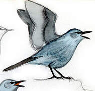 Blue Rock Thrush