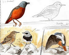 Common Rock Thrush