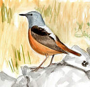 Common Rock Thrush