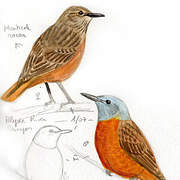 Cape Rock Thrush