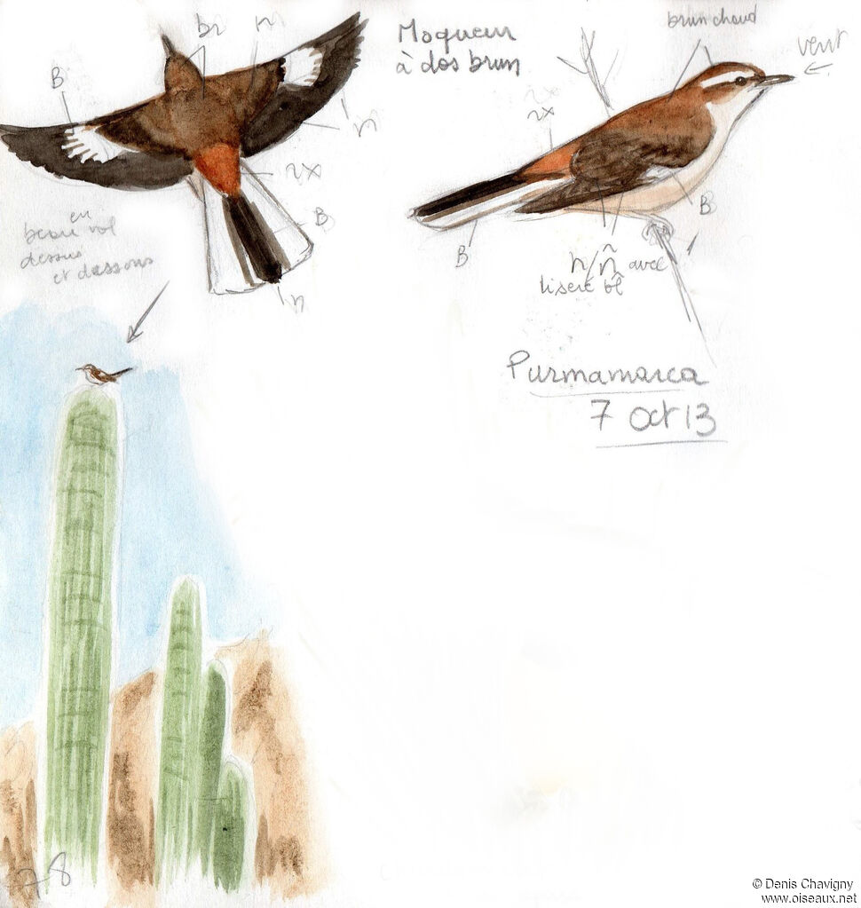 Brown-backed Mockingbirdadult, Flight