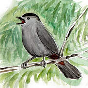 Grey Catbird