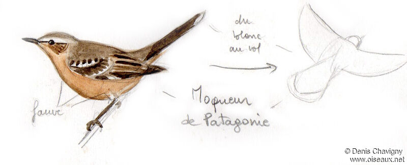 Patagonian Mockingbirdadult, identification