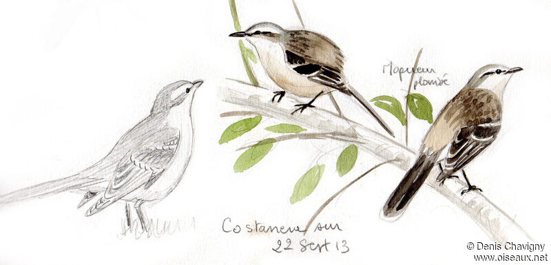 Chalk-browed Mockingbird, habitat