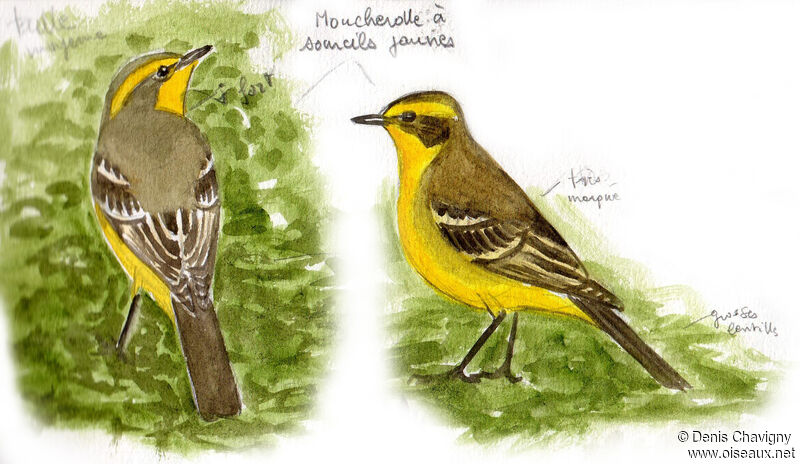Yellow-browed Tyrantadult, identification