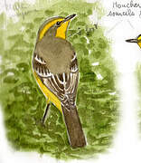 Yellow-browed Tyrant