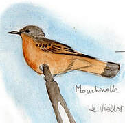 Cliff Flycatcher (bellicosa)