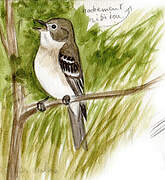 Alder Flycatcher