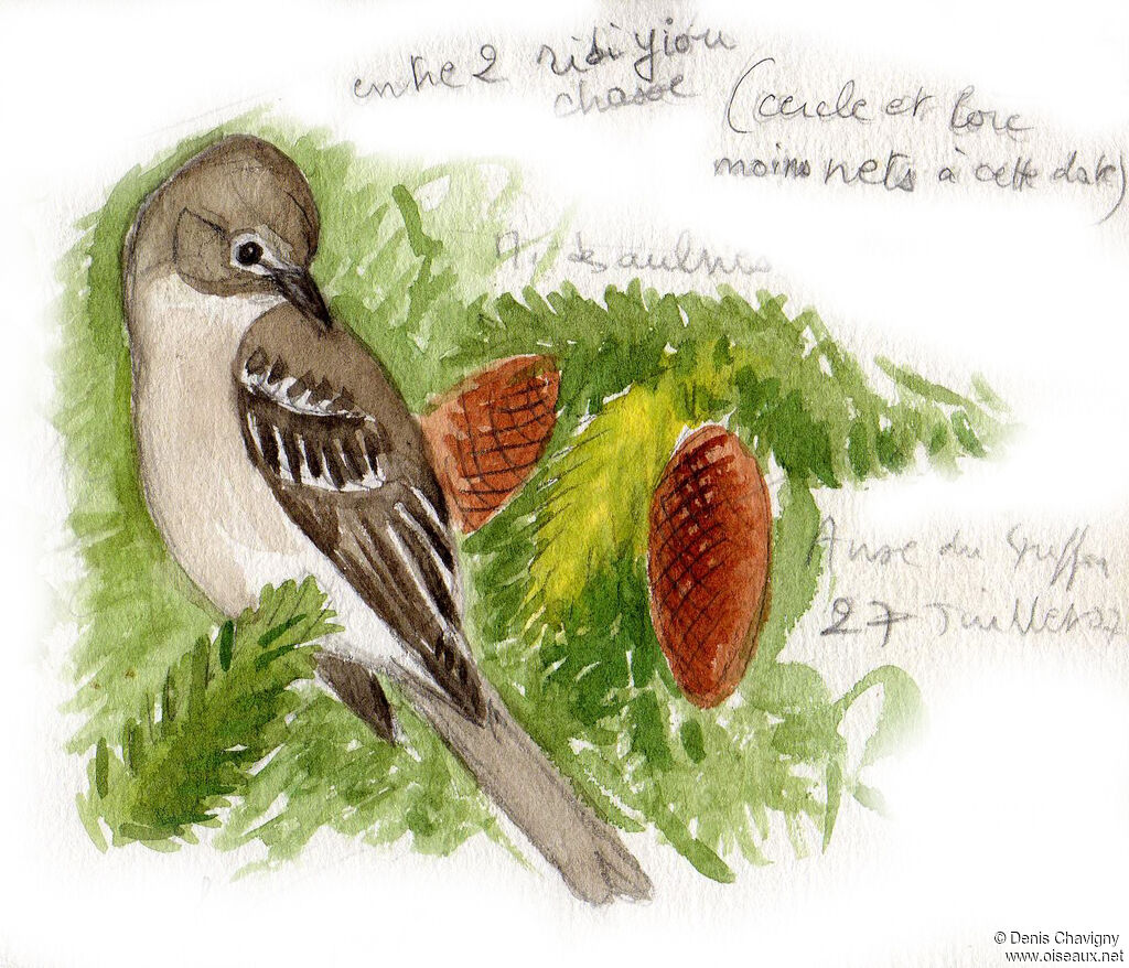 Alder Flycatcher male adult transition, identification, care